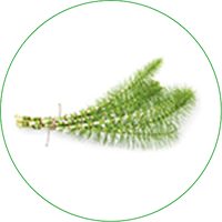 Meisterman – Paardenstaart Extract